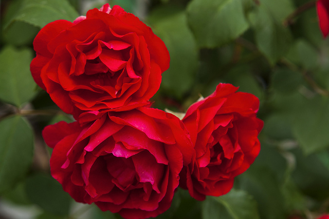 Rosier de wichura