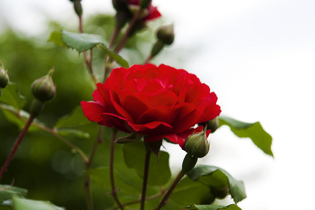 Rosier de wichura