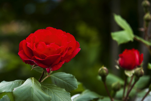Rosier de wichura