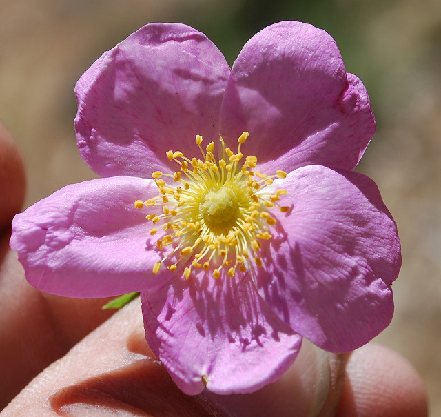 Rosier de woods (Rosa woodsii)