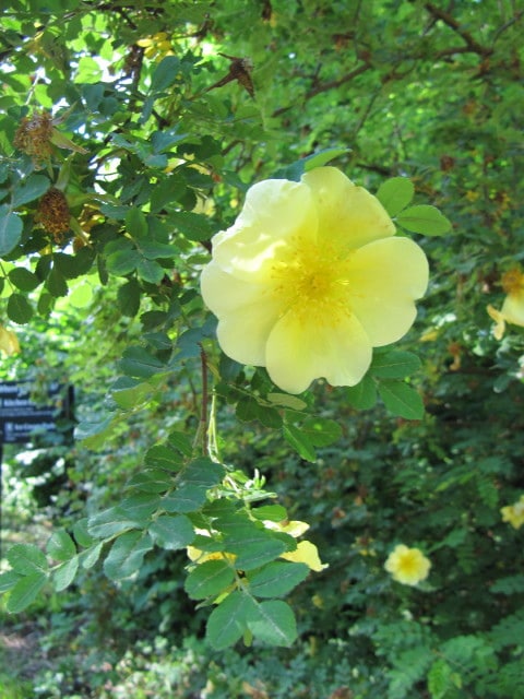 Rosa xanthina