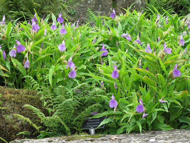 Gingembre orchidée (Roscoea auriculata)