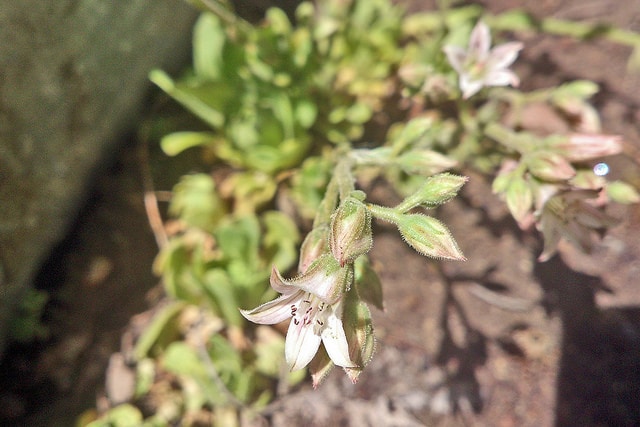 Rosularia platyphylla (Rosularia platyphylla)
