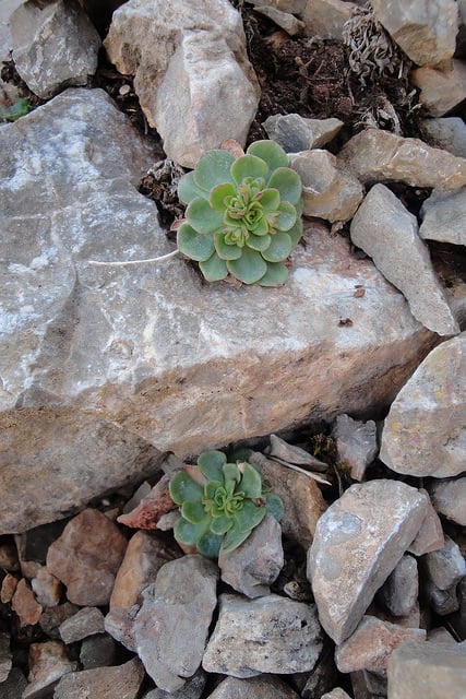 Rosularia platyphylla