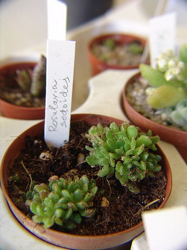 Rosularia sedoides (Rosularia sedoides)