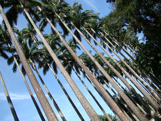 Roystonea oleracea