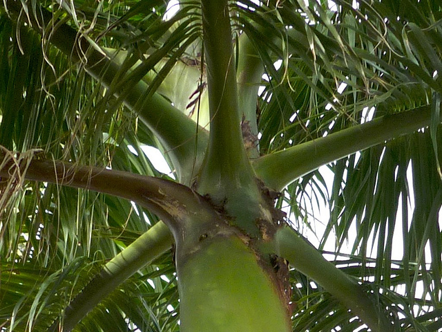Palmier royal (Roystonea regia)