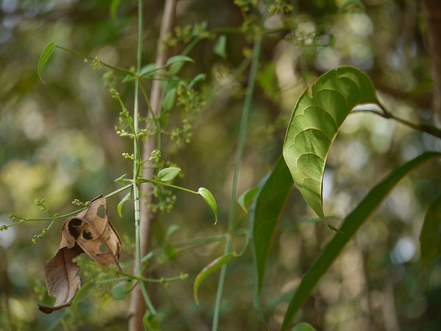 Manjishta