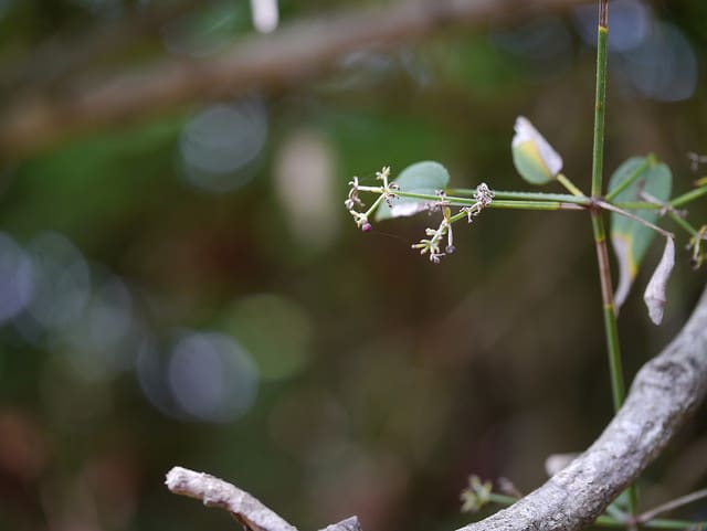 Manjishta