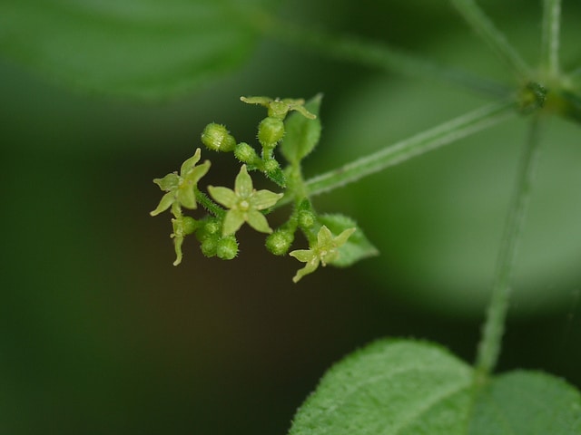 Manjishta (Rubia cordifolia)