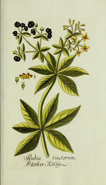 Garance des teinturiers