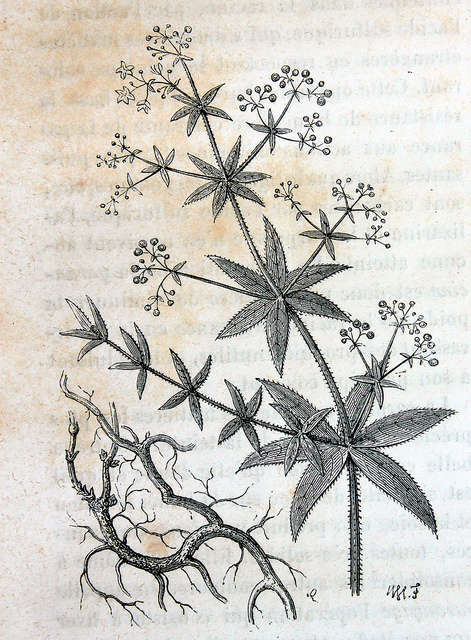 Garance des teinturiers