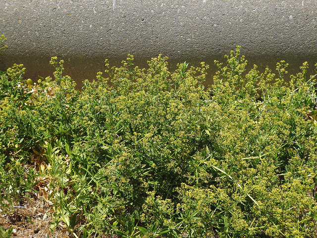 Garance des teinturiers