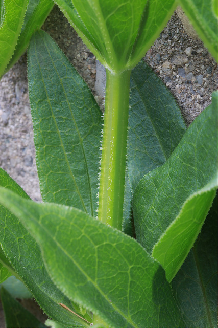 Garance des teinturiers