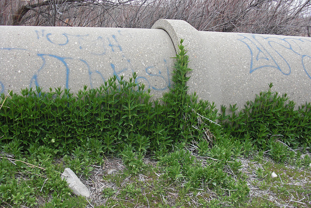 Garance des teinturiers