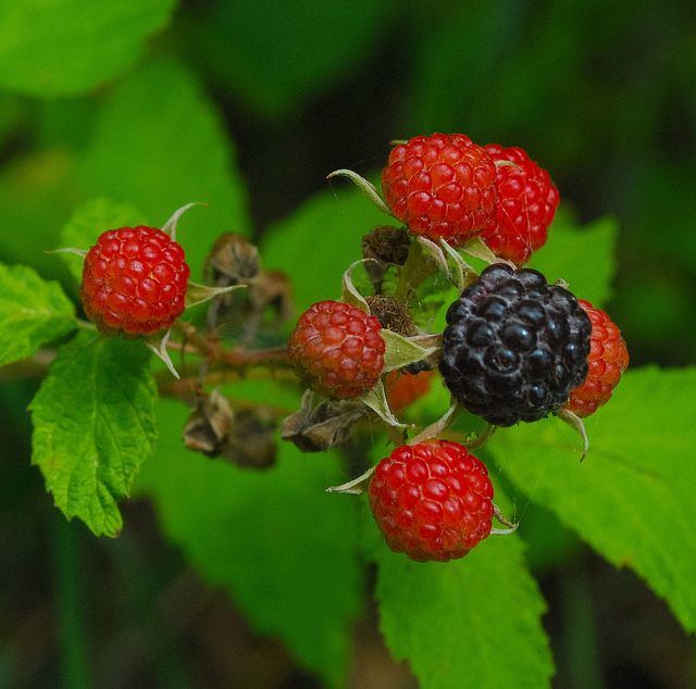Rubus allegheniensis