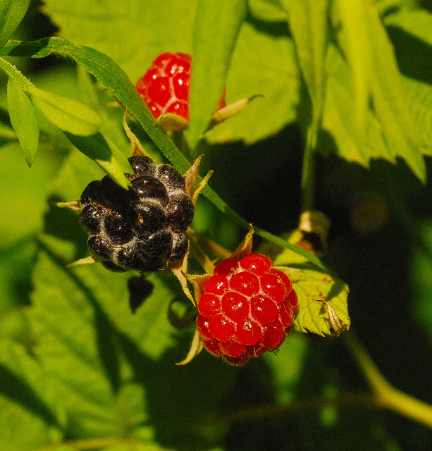 Rubus allegheniensis