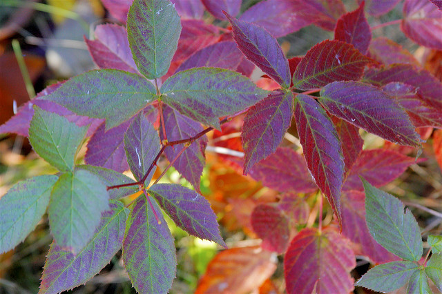 Rubus allegheniensis