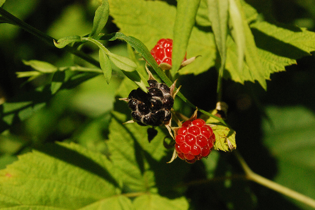 Rubus allegheniensis
