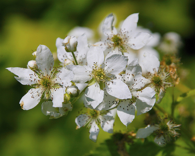 Rubus allegheniensis