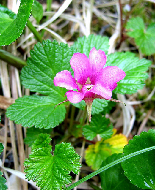 Rubus arcticus