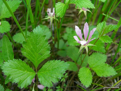 Rubus arcticus