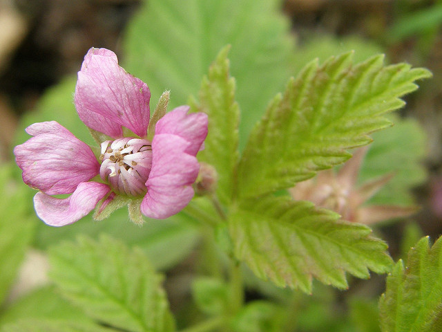 Rubus arcticus
