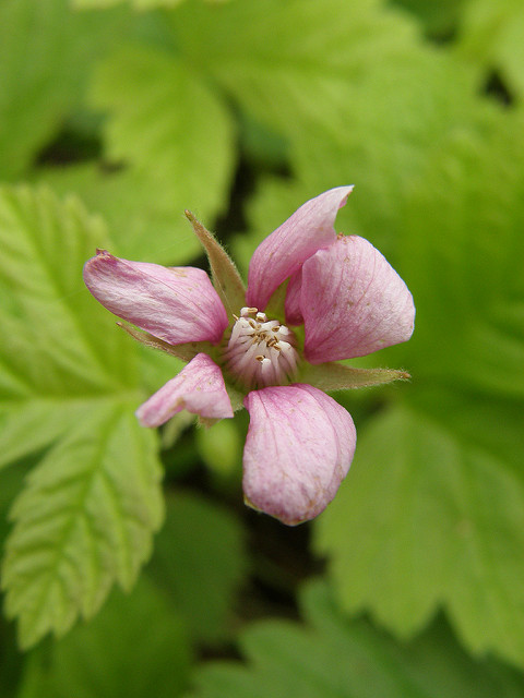Rubus arcticus