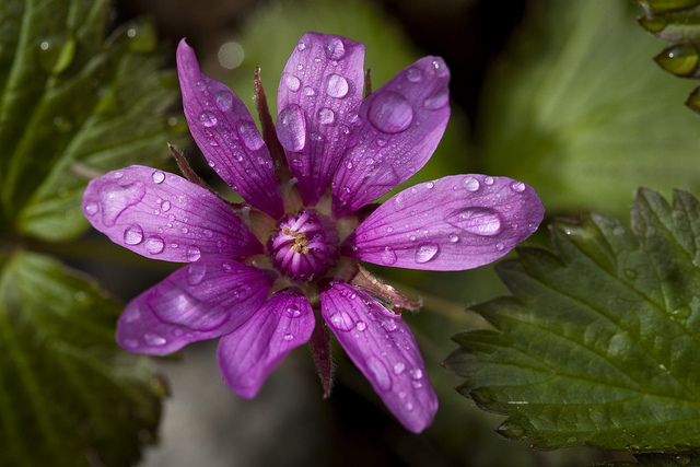 Rubus arcticus (Rubus arcticus)