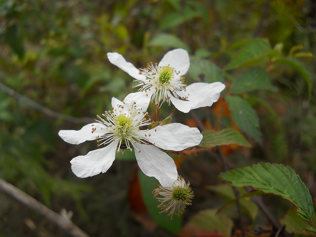 Rubus argutus