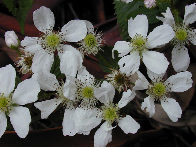 Rubus argutus