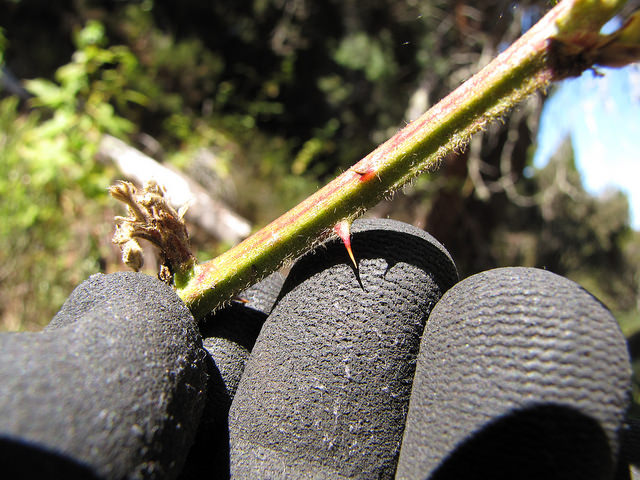 Rubus argutus