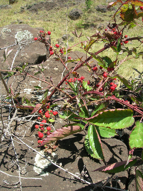 Rubus argutus