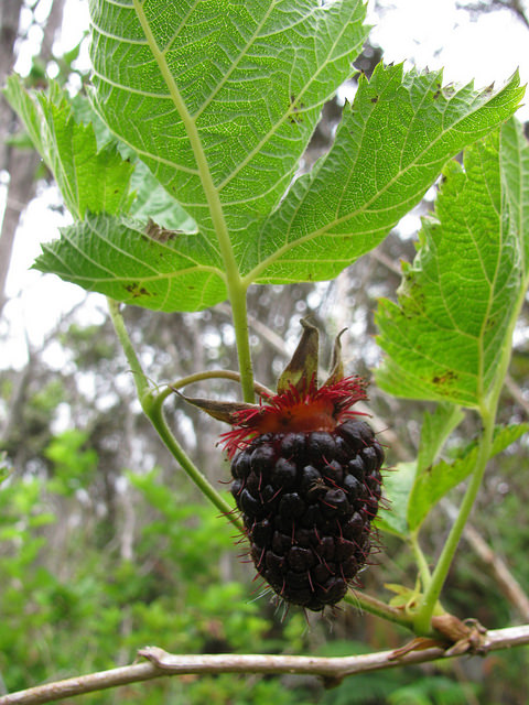 Rubus argutus