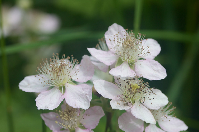 Ronce changeante (Rubus bifrons)