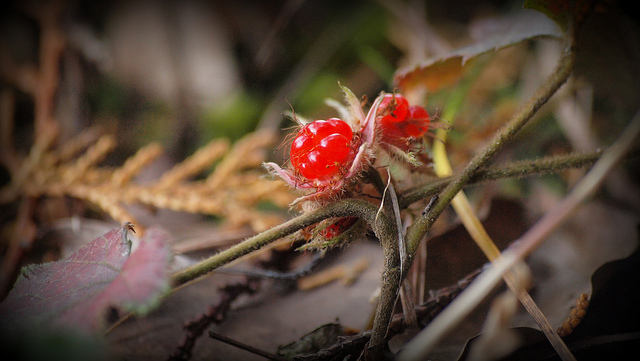Rubus buergeri