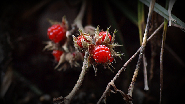 Rubus buergeri