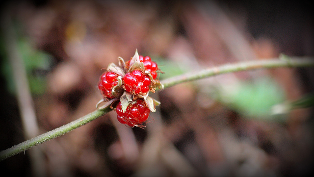 Rubus buergeri