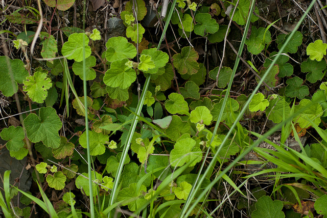 Rubus buergeri