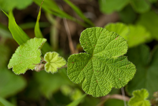 Rubus buergeri