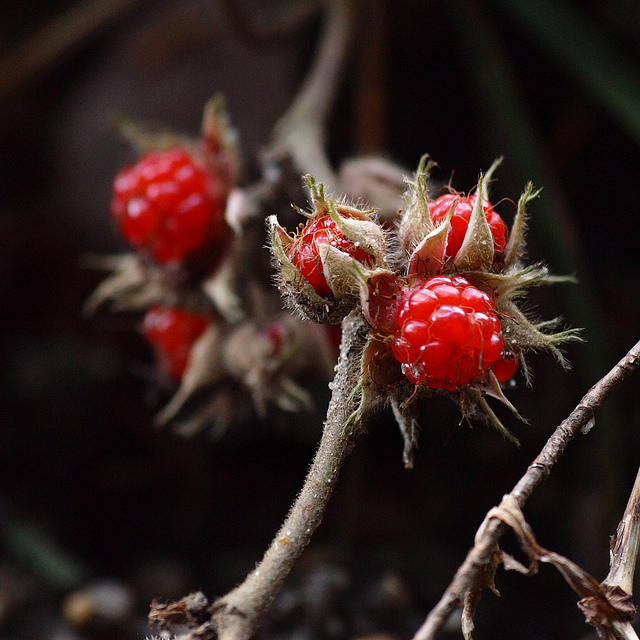 Rubus buergeri