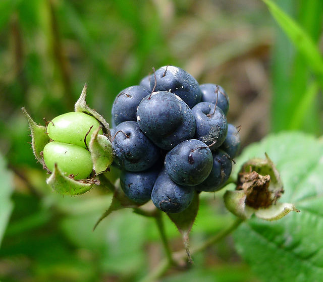 Ronce bleuâtre (Rubus caesius)