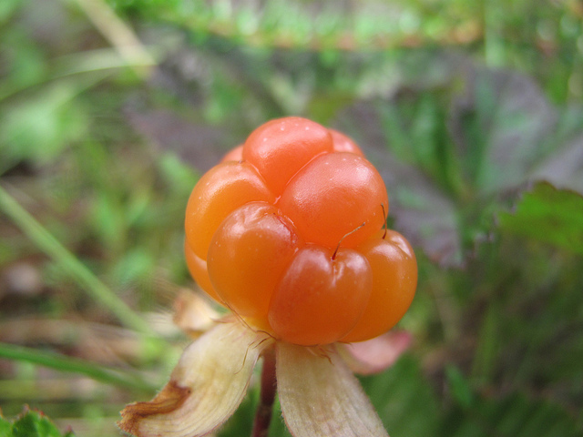 Chicouté