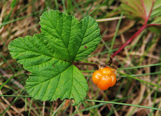 Chicouté (Rubus chamaemorus)