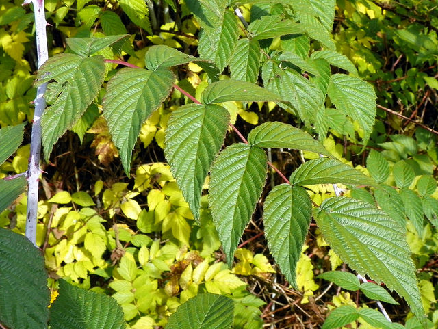 Rubus cockburnianus