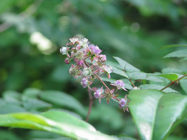 Rubus cockburnianus