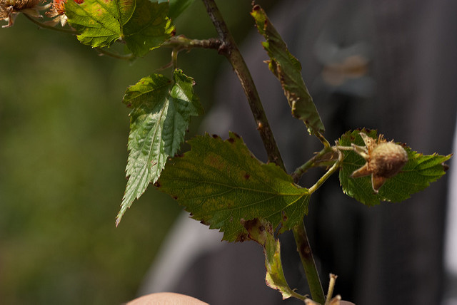 Rubus corchorifolius