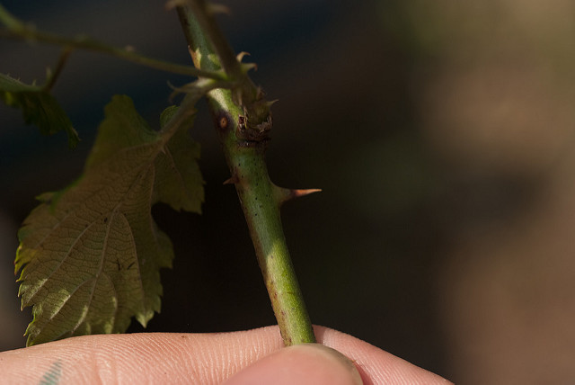 Rubus corchorifolius