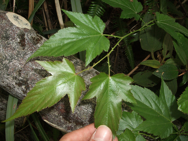Rubus corchorifolius