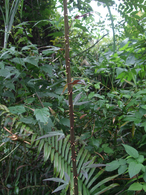 Rubus corchorifolius